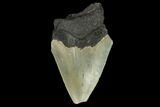 Bargain, Fossil Megalodon Tooth - North Carolina #124806-1